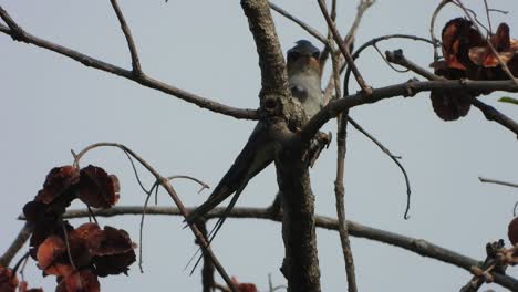 Erstellt-Treewift-.-Nesteier