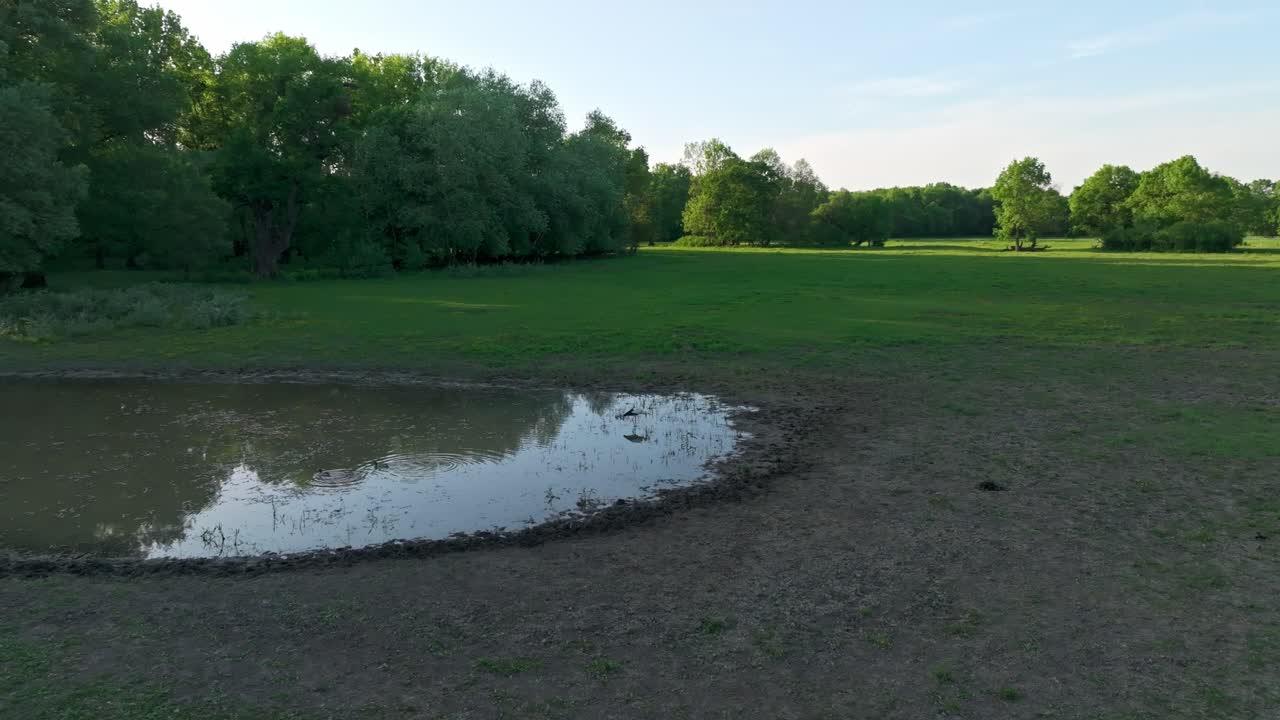 Large Puddle On The Meadow With Isolated White Stork Bird During Sunrise