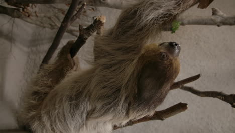 a two toed sloth hanging in a tree close to the camera slow motion cinematic