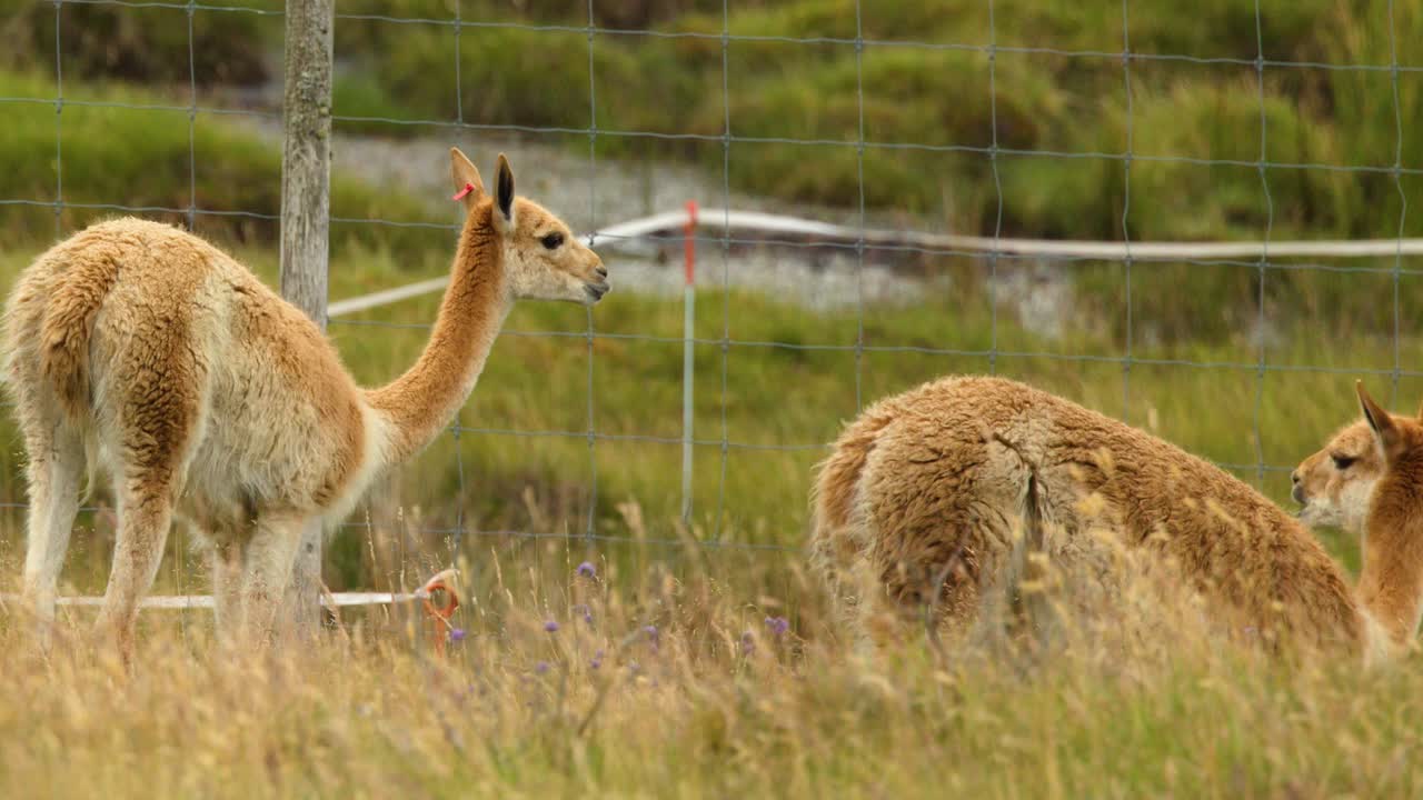 Two vicunas graze calmly in grassy meadow, soft daylight, static camera, natural rural setting