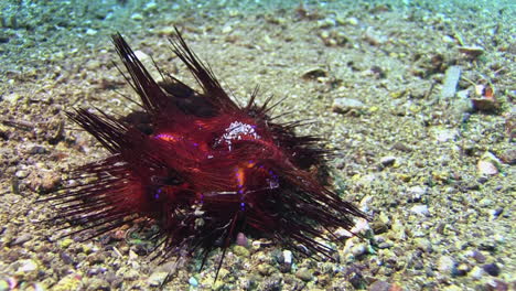 Strahlender-Seeigel-Auf-Sandigem-Grund-Mit-Zebra-Seeigel-Krabbe-Zwischen-Seinen-Stacheln