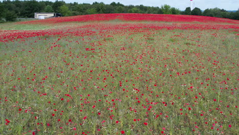 un campo entero está lleno de amapolas rojas en flor.
