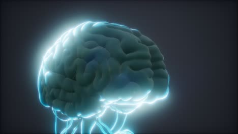 animated model of human brain