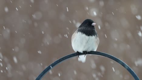 dark eyed junco perched in a winter storm