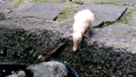 two little ducks go hand in hand for swimming on water