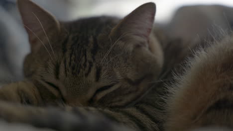 close up of a sleeping tabby cat opening his eyes