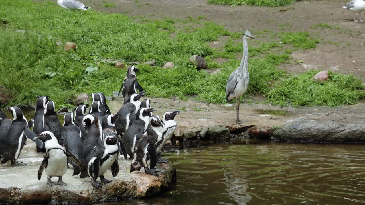 African Penguin Colony And A Grey Heron Bird By The Pond At Gdansk Zoo In Poland. wide