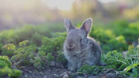 Cute Gray Rabbit, Bunny eating fresh grass on beautiful meadow in nature, closeup