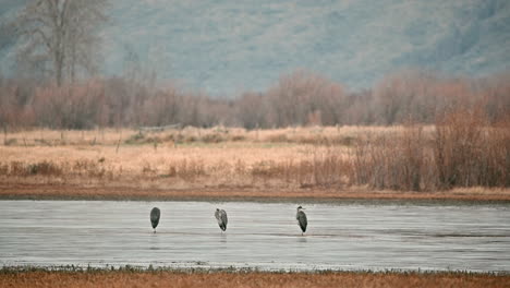 Ruhe-Der-Reiher-Auf-Einer-Kamloops-Wasserlandschaft