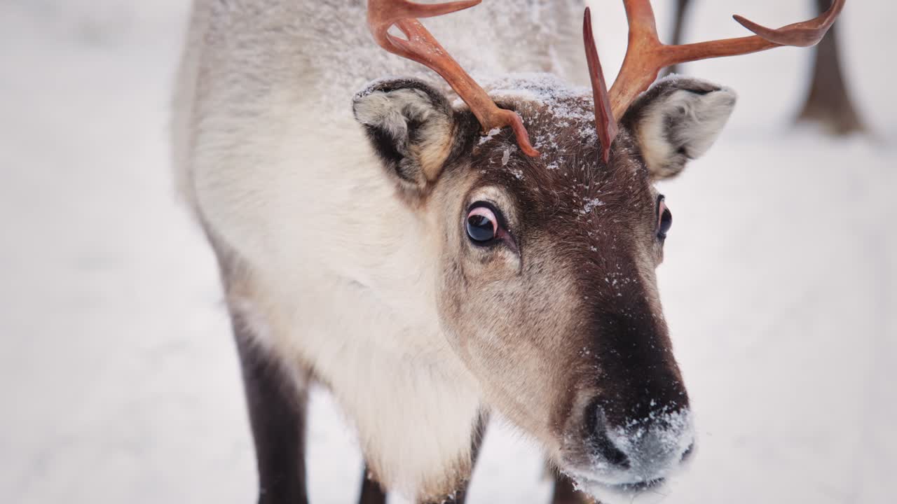 Detaljeret nærbillede af et rensdyrs ansigt i en skov i Lapland med udstående øjne.