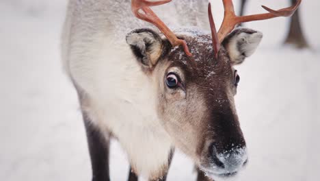 close up detail shot of a reindeer face in a forest in lapland with popping eyes