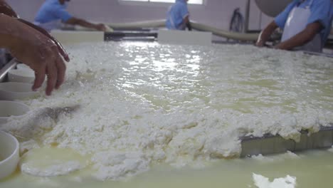 workers knead frozen milk in the cheese production process at a cheese factory