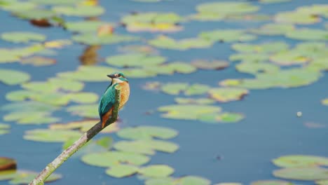 slow motion view of kingfisher in friesland netherlands perched over pond scrunched head as it stares with orange reflection in water