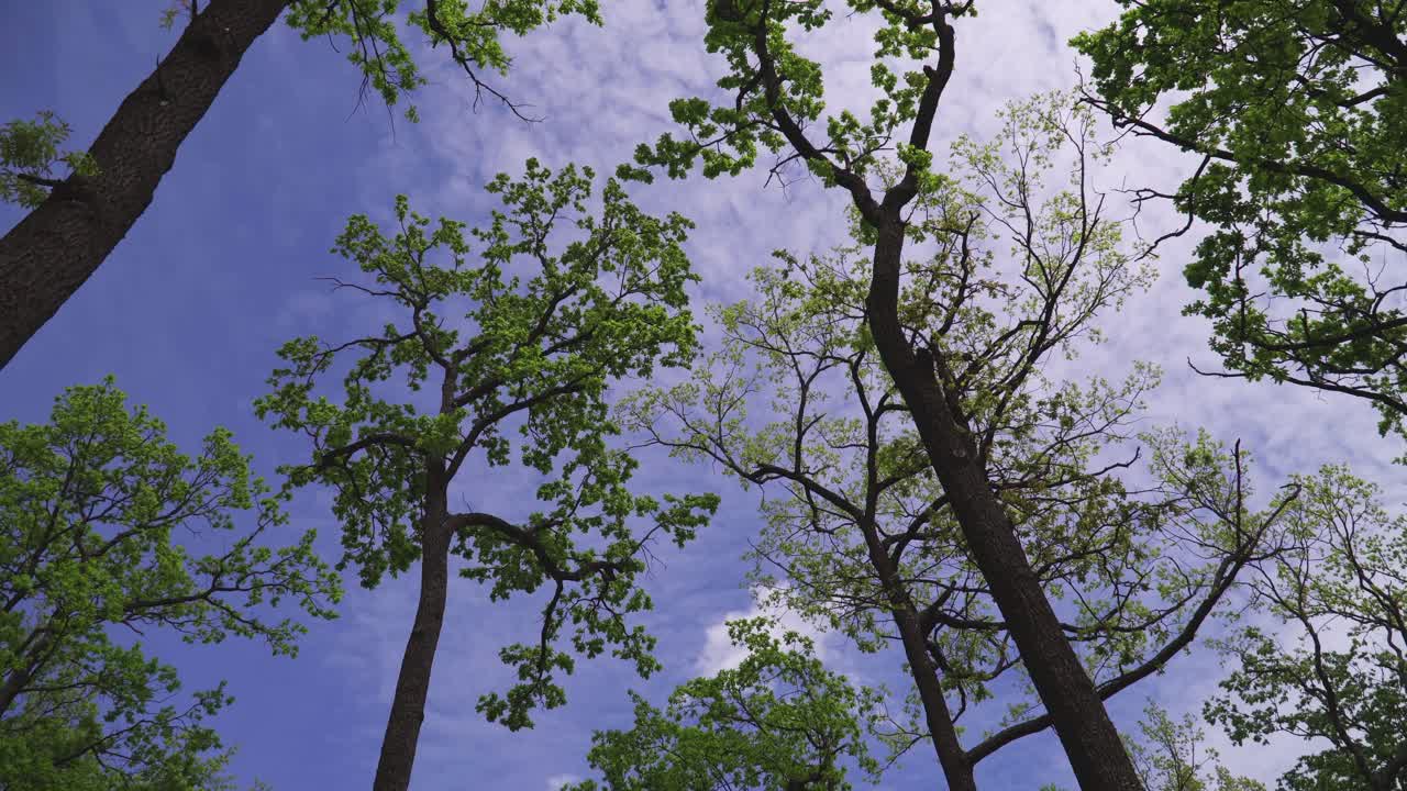 오후 빛과 함께 나무의 울창한 초록색 잎자루의 아래쪽 표시 02