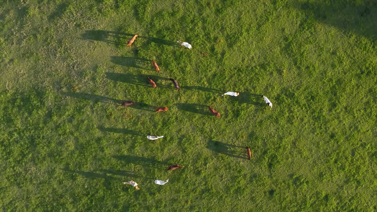 Aerial View of Horses Grazing in a Lush Green Field