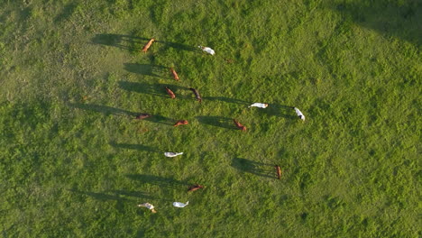 aerial view of horses grazing in a lush green field