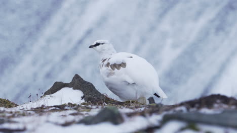 Einzelne-Schneehuhnfütterung-In-Der-Arktischen-Wildnis