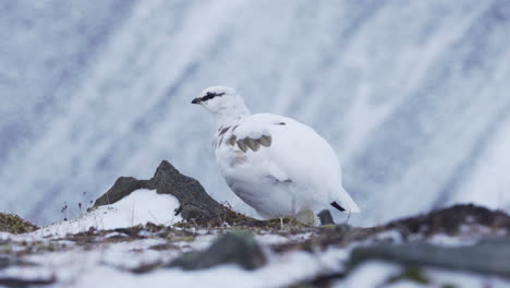 single ptarmigan feeding in the arctic wilderness