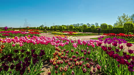 timelapse de personas moviéndose en un jardín de flores de tulipán