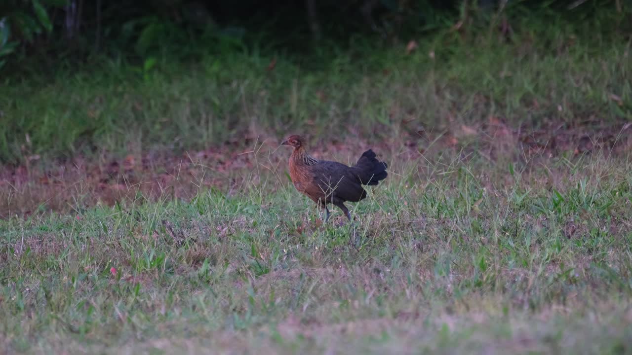 Junglefowl, Gallus seen foraging for some seeds from the tips of the grass while the camera tilts up a little, Khao Yai National Park, Thailand