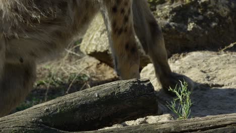 Hyena-looks-around-and-moves-head,-warm-and-sunny-day,-RED-4K