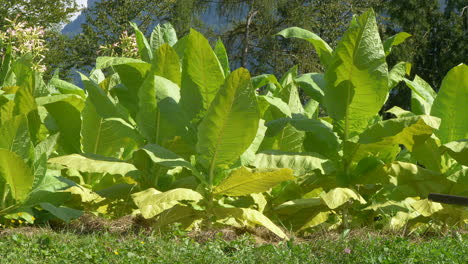 primer plano de la planta de tabaco nicotiana tabacum de crecimiento verde a la luz del sol - toma panorámica lenta