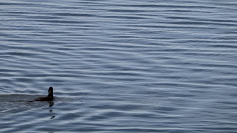 Una-Scoter-De-Surf-Femenina-Sumergiéndose-En-El-Agua