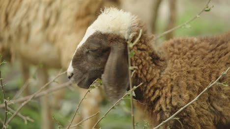 brown sheep with white forehead chewing and eating green leaves from tree branch