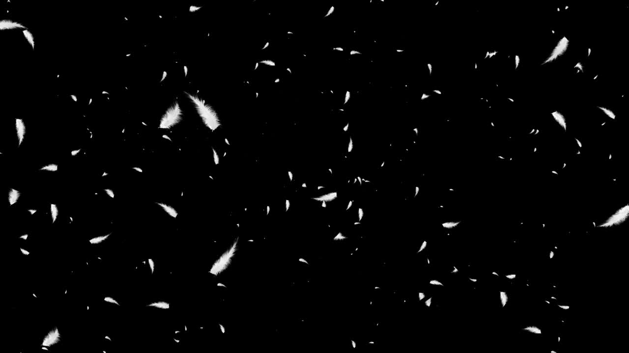 White feathers falling in the air on dark background, black Loop background.