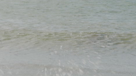 Wild-seal-enjoys-warm-ocean-water-with-crashing-waves-on-coastline,-static-view