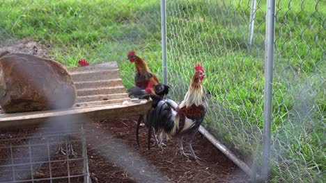 group of juvenile old english game chickens in mesh coop next to grass