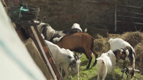 observing goat herd eating in pen