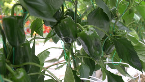 a plant with very large green peppers