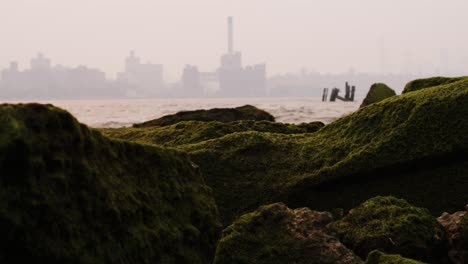 View-of-Manhattan-covered-in-smoke-from-wildfires-seen-from-beach-on-the-east-river-with-mossy-rocks-in-the-foreground-and-a-bird-flying-across-frame