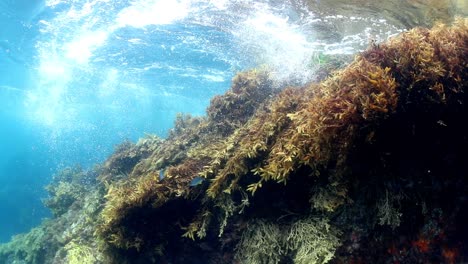 Meeresströmungen-Unter-Wasser-In-Zeitlupe,-Die-Seetang-Bewegen