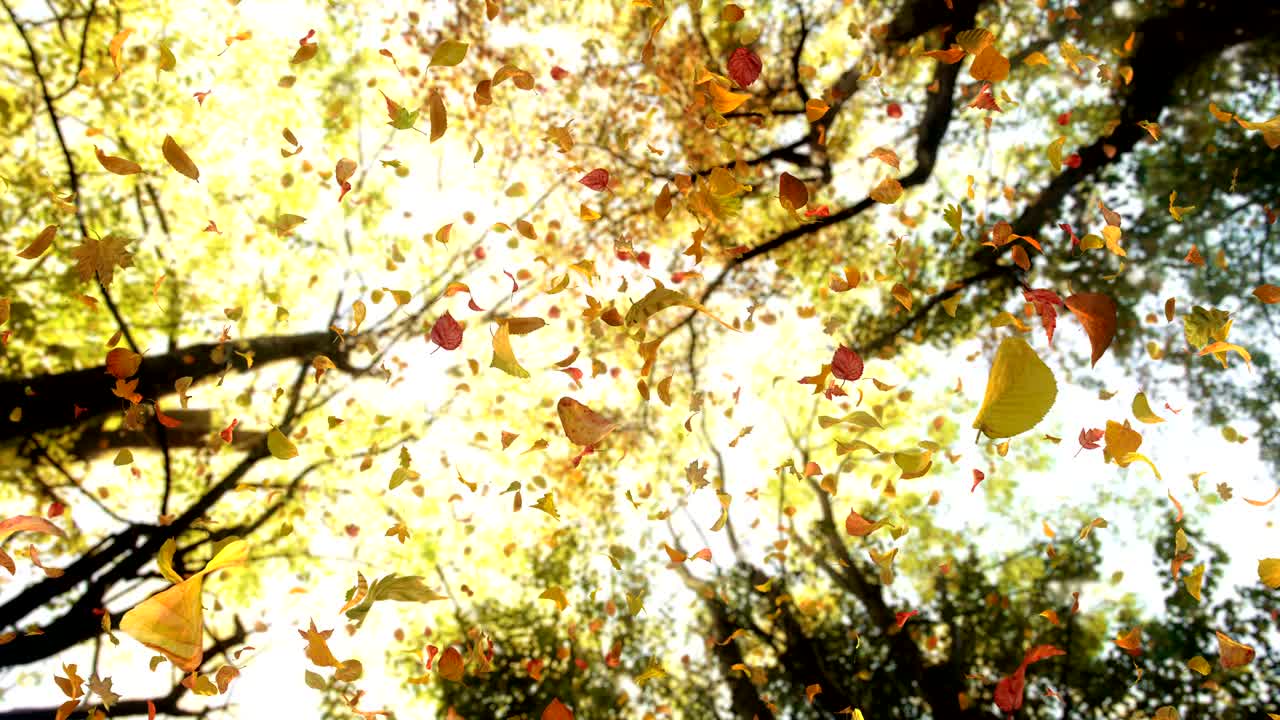 위에서 떨어지는 가을 잎 - 4k 상세한 가을 꽃잎 비디오 배경 루프