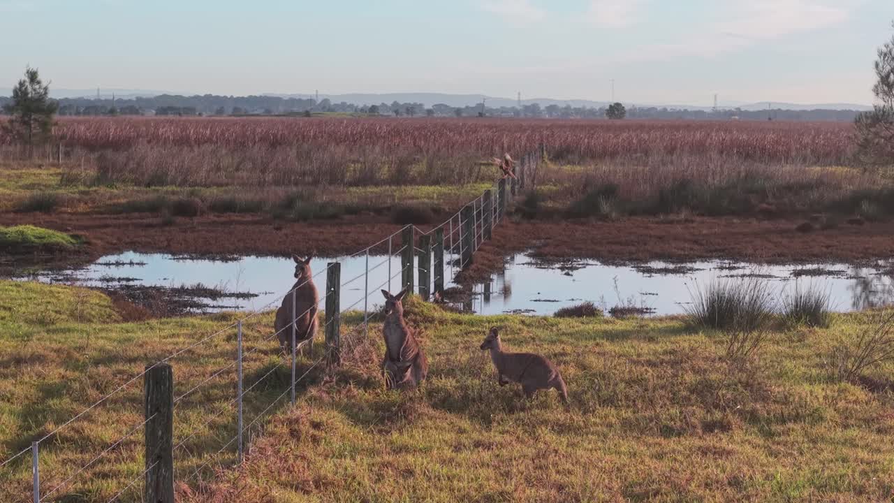 Herd of kangaroos grazing close to horizon line with golden light and sparse vegetation, staring from opposite sides of fence line