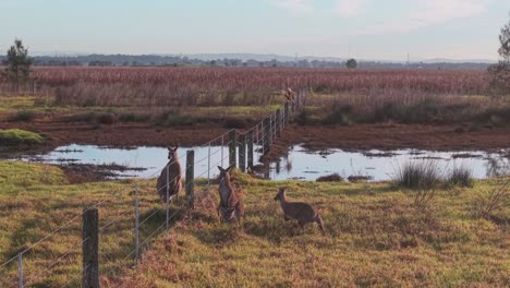 herd of kangaroos grazing close to horizon line with golden light and sparse vegetation, staring from opposite sides of fence line
