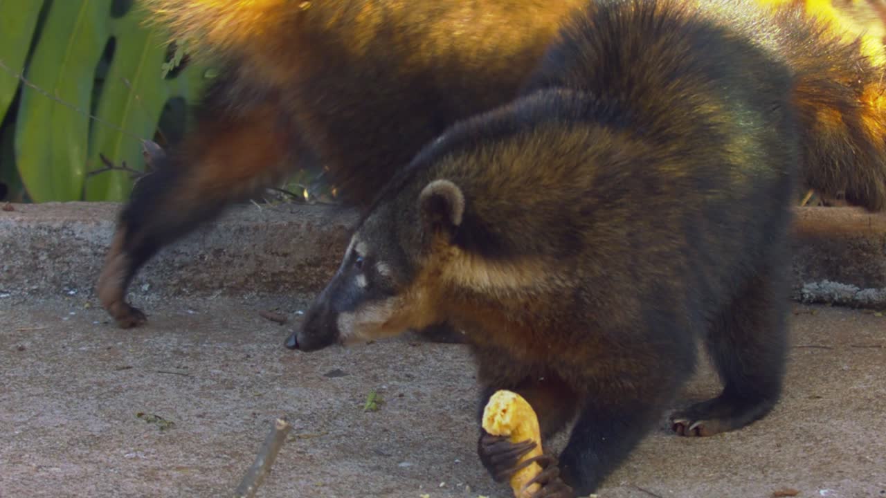 primer plano de dos coatíes junto a una carretera comiendo sus frutos