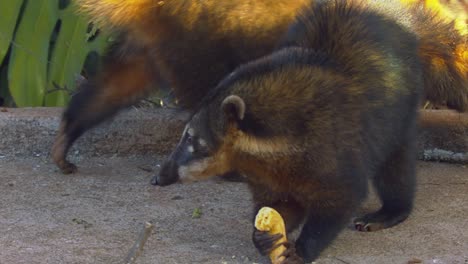 gros plan de deux coatis à côté d'une route mangeant leurs fruits