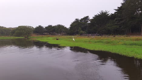 Drone-recording-moving-away-from-a-beautiful-heron-standing-near-a-river