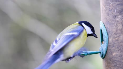 4k slow motion shot of birds landing on a bird feeder and eating seeds from up close