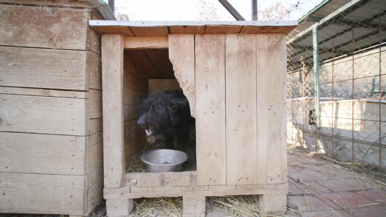 Footage of a curly haired black dog in a dog house eating food