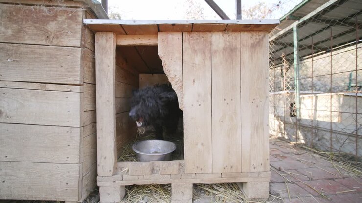 Footage of a curly haired black dog in a dog house eating food