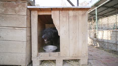 footage of a curly haired black dog in a dog house eating food