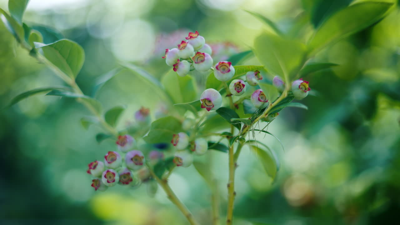 Close up of unripe blueberries on a bush branch