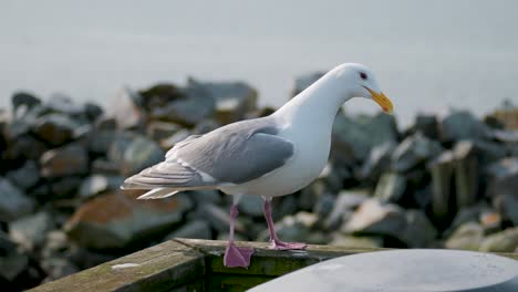 pájaro gaviota a pie a bordo