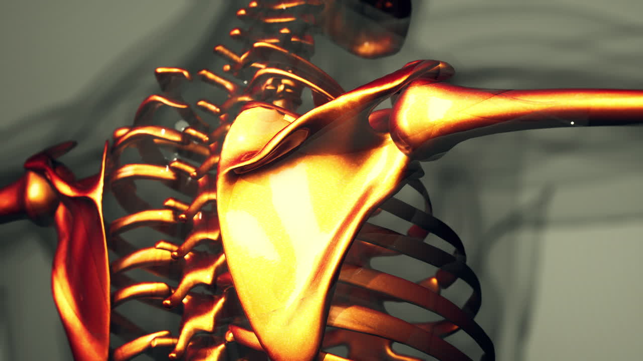 인간 골격 의 해부학 일러스트