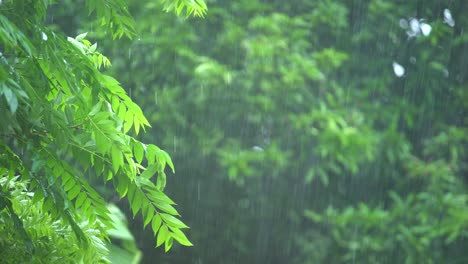 rain of meghalay in forest or hilly areas