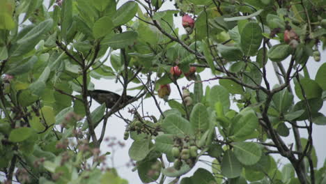 bird eating ripe cashew from tree